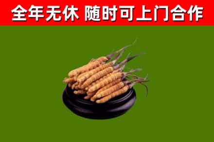 临朐县回收散虫草